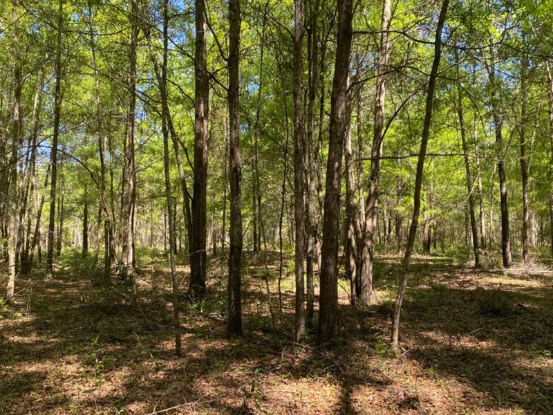 Wooded Acreage Live Oak Florida Farm For Sale In Live Oak Suwannee