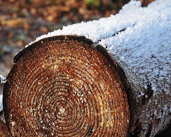 Forest Investments and Opportunity Costs: Nothing Mandates a Timber Harvest