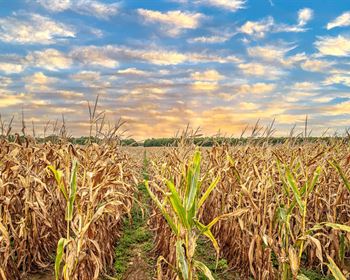 Louisiana Row Crop Farm with CRP