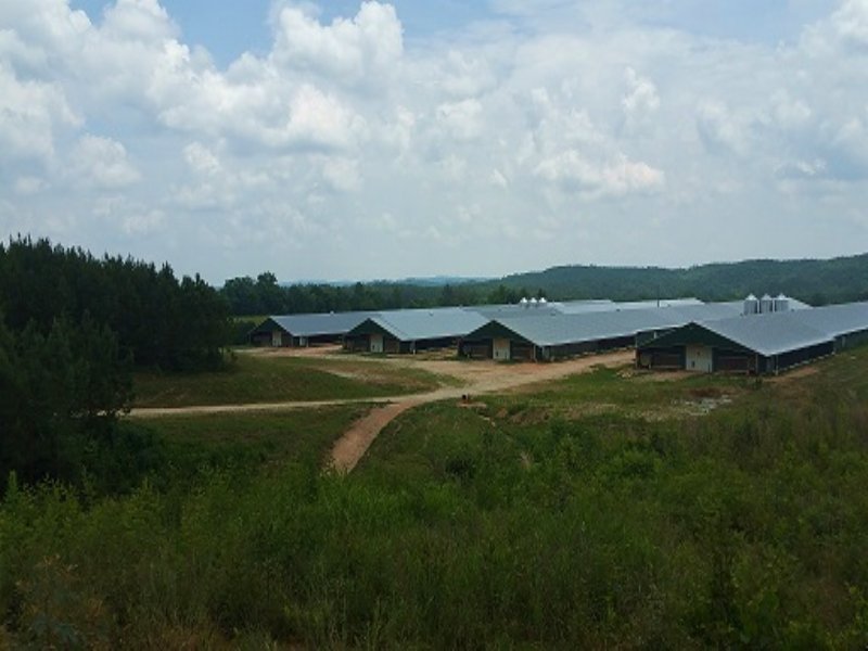 4 Mega House Poultry Farm 35+/- Ac : Heflin : Cleburne County : Alabama