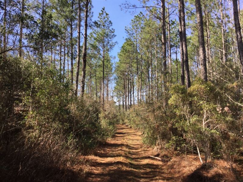 Beautiful Pine Plantations in Fl, Farm for Sale in Florida, #119639 ...