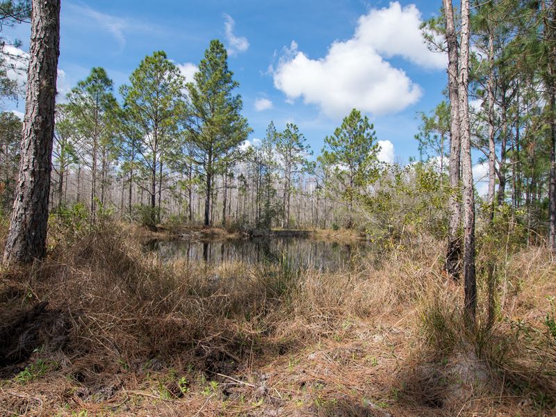 378 Acre Pine Hill Farms Equestrian, Farm for Sale in Florida, #128483 ...