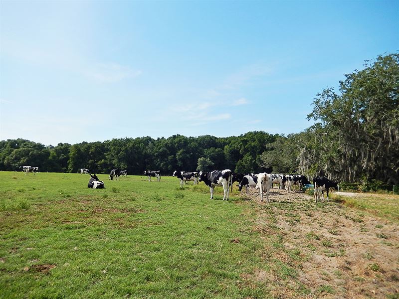 Trenton Ranch and Investment : Trenton : Gilchrist County : Florida