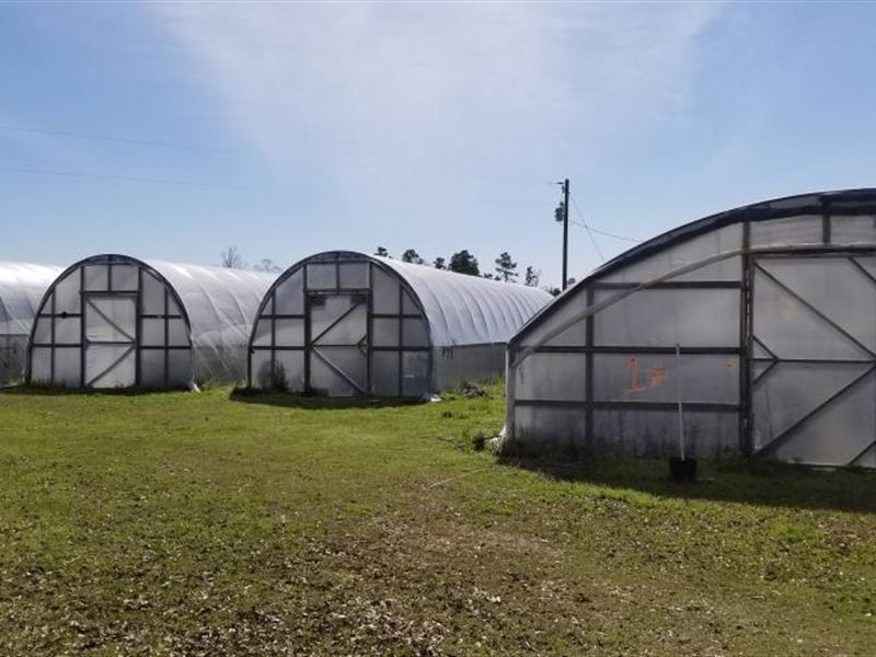 Abla Olive Tree Farm Abla Farm : Livingston : Polk County : Texas