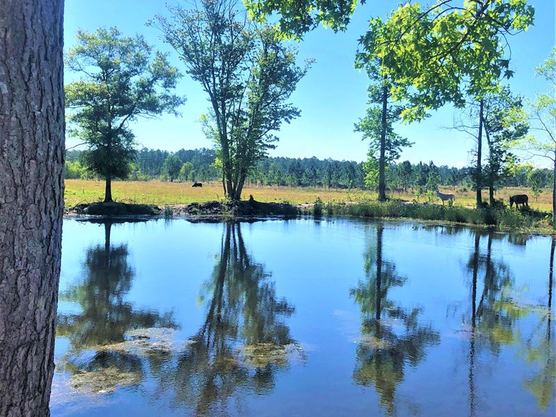 Double Ponds Farm : Hortense : Brantley County : Georgia