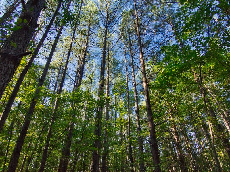 80 Acres Of Hardwood/Mature Pine, Farm for Sale in South Carolina ...