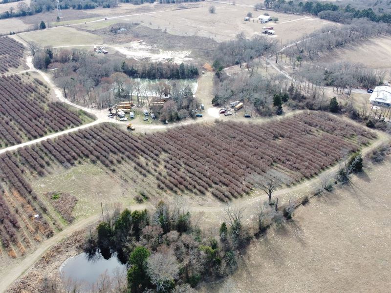 East Texas Organic Blueberry Farm : Larue : Henderson County : Texas