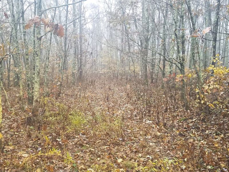 46 Acres Wooded Hunting Land Cove, Farm for Sale in Virginia, #182344 ...