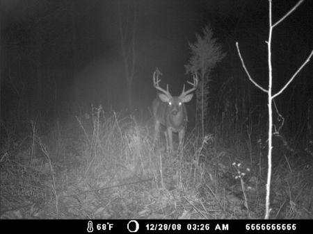 583 Acre Boone & Crockett Paradise : Vanceburg : Lewis County : Kentucky