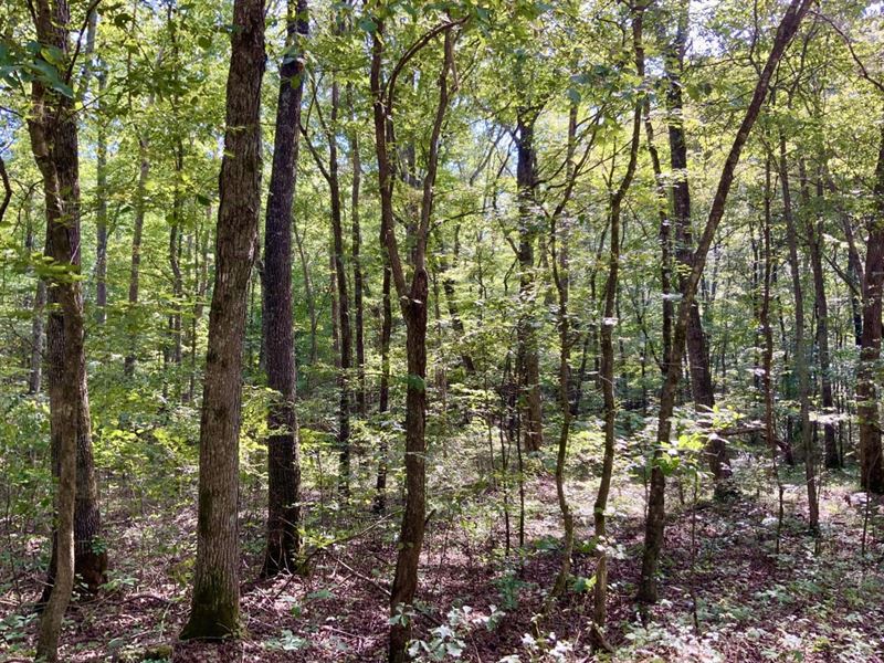 Unrestricted 5 Acre Lot Near Kentuc : Waverly : Humphreys County : Tennessee