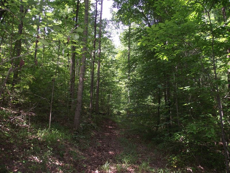 Wooded Land for Sale : Waynesboro : Wayne County : Tennessee