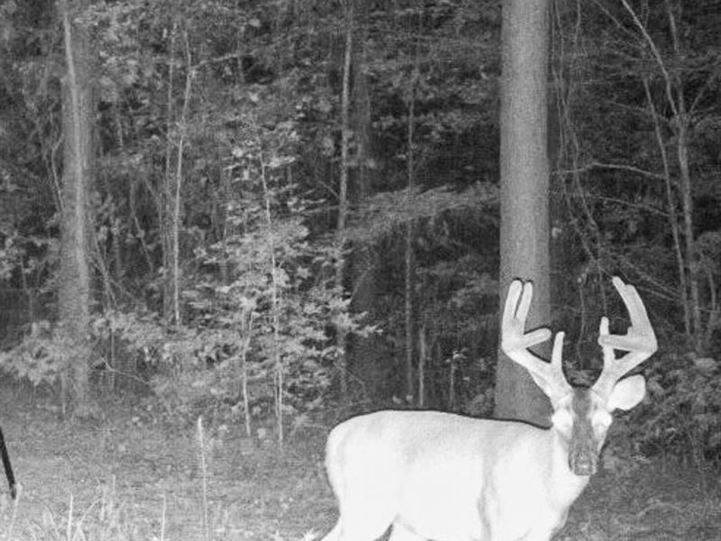 Loblolly Farms Gobbler Ridge 242.8A : New Albany : Union County : Mississippi