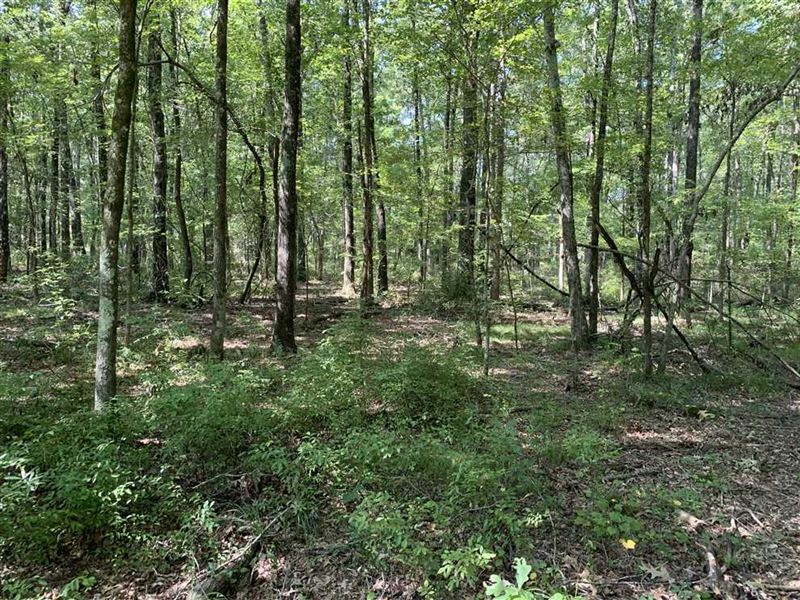 Holland Bottoms Wma Adjoining Timb, Farm for Sale in Arkansas, #217078 ...