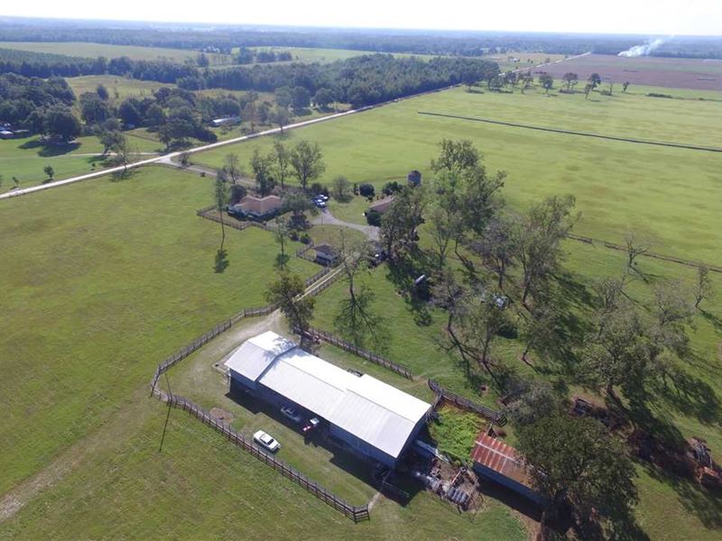 live oak tree farm florida