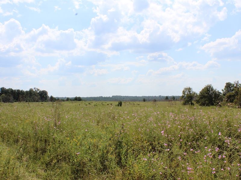 Old Cattle Farm in Middle Ga : Butler : Taylor County : Georgia