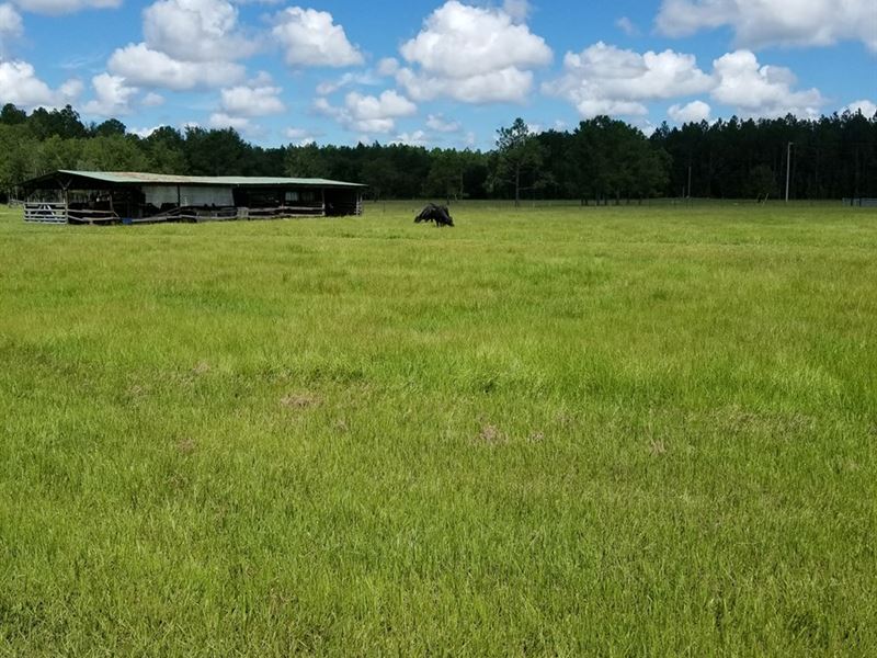 Cattle Ranch North Central Florida Waldo Alachua County Florida 218891 P ZYh7 XL 