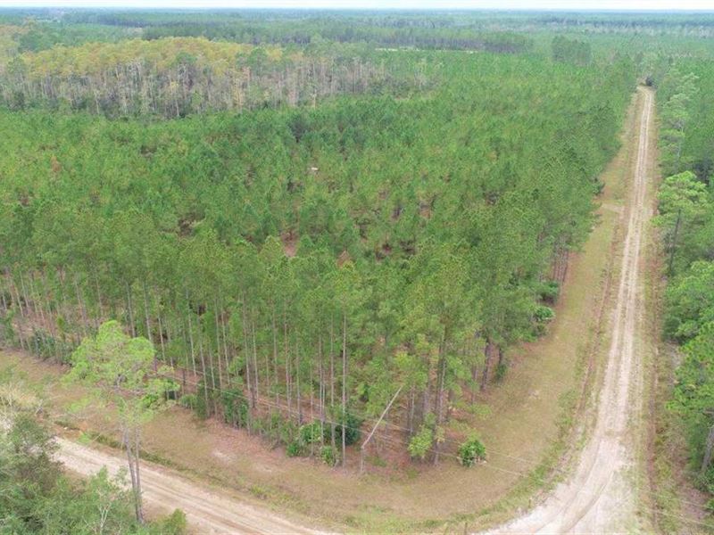 37+ Acres Land For Sale Camden Cou Farm for Sale in White Oak, Camden