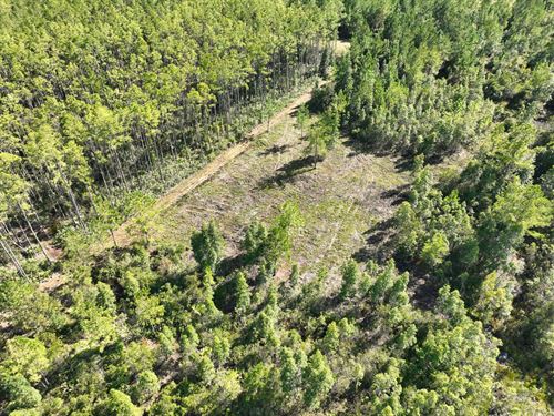 150 Ac Recreational Land For Sal : Waverly : Camden County : Georgia