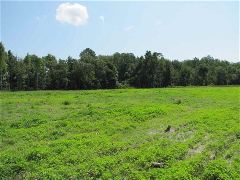 Cleared Land, Ready for Replanting : Farm for Sale in ...