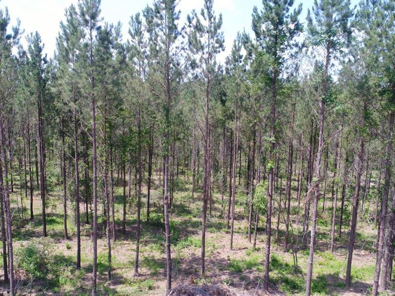 40 Acres Boswell Rd Butler Co AL : Georgiana : Butler County : Alabama