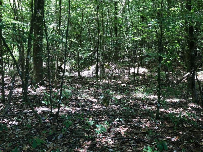 32 Acres in Butler County : Georgiana : Butler County : Alabama