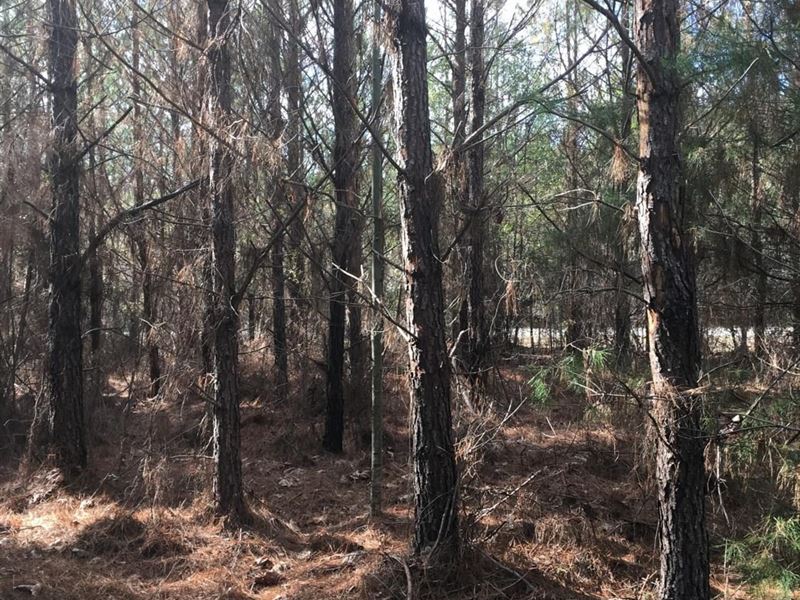 229 Acres Montgomery & Pike Co : Grady : Montgomery County : Alabama