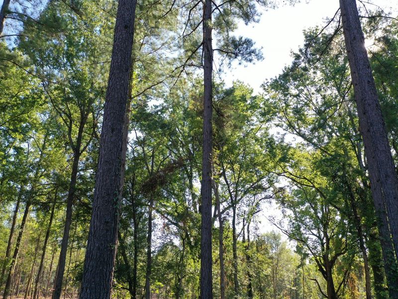 O'quinns Pond Farm, 5.17 Acre Lot : Milledgeville : Baldwin County : Georgia