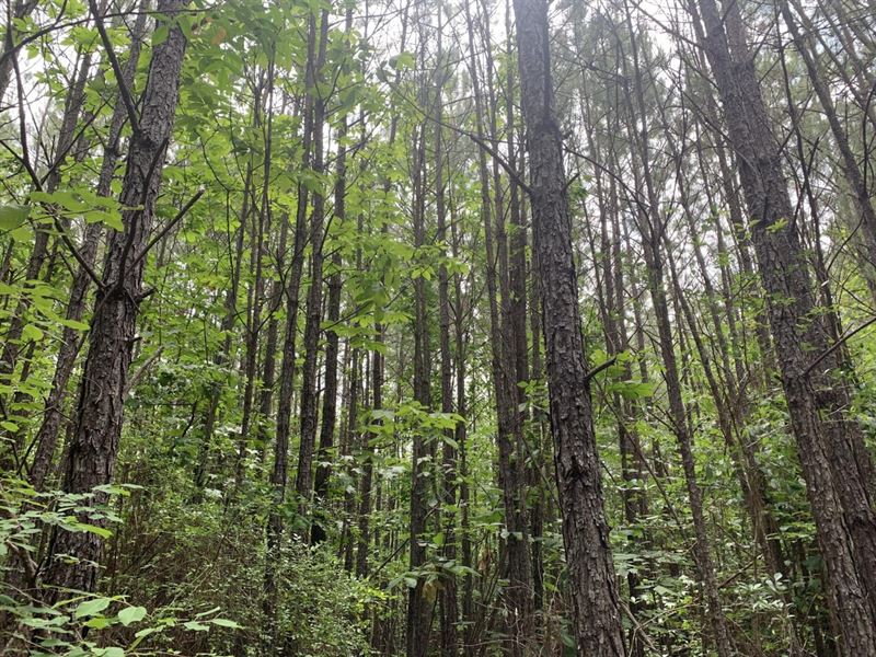 78 Acres in Chilton County, Ala : Mineral Springs : Chilton County : Alabama