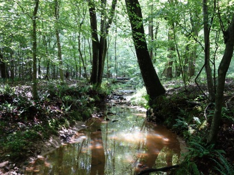 Wooded Acreage, Creek, Wildlife : Pauline : Union County : South Carolina