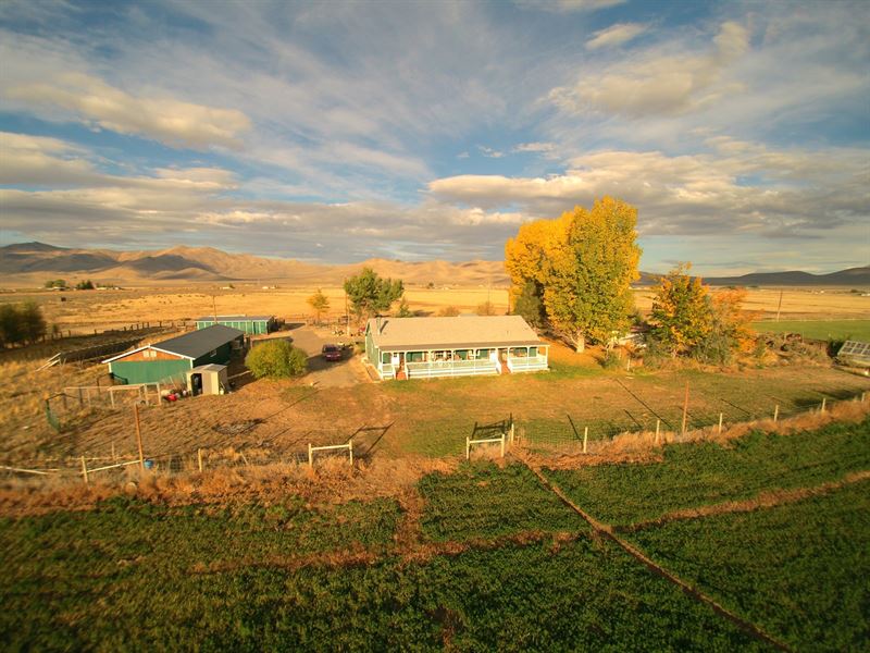 Nevada, Winnemucca Hay Farm, Cattle : Winnemucca : Humboldt County : Nevada