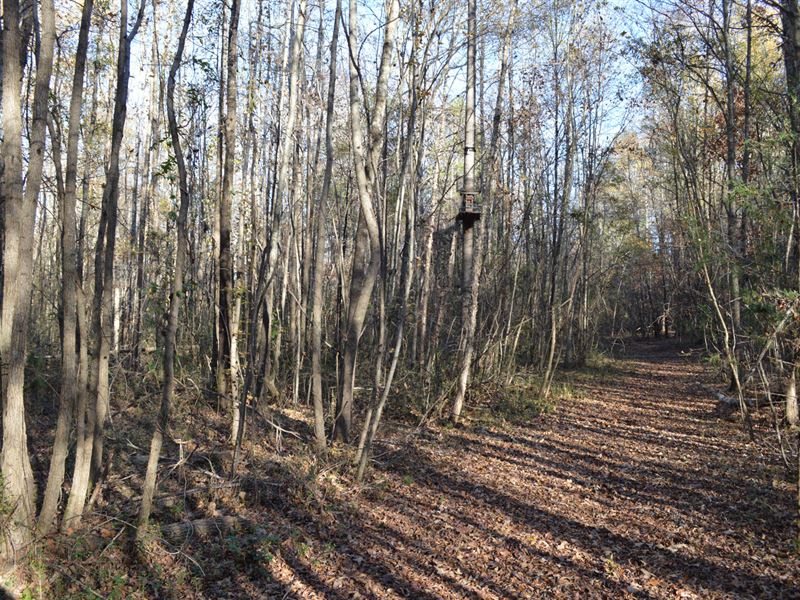 11+/- Acre Mini Farm on Ben's Creek : Woodruff : Spartanburg County : South Carolina