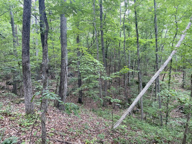 Wooded Acreage with Mountain Views, Farm for Sale in Georgia, #247249 ...