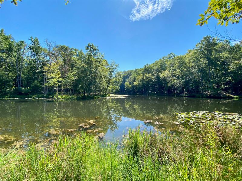 40+ Acres with Spring-Fed Pond, Farm for Sale in South Carolina ...