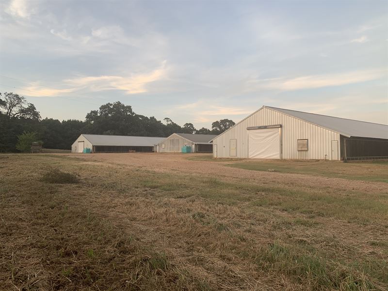 Successful Poultry Farm : Nacogdoches : Nacogdoches County : Texas