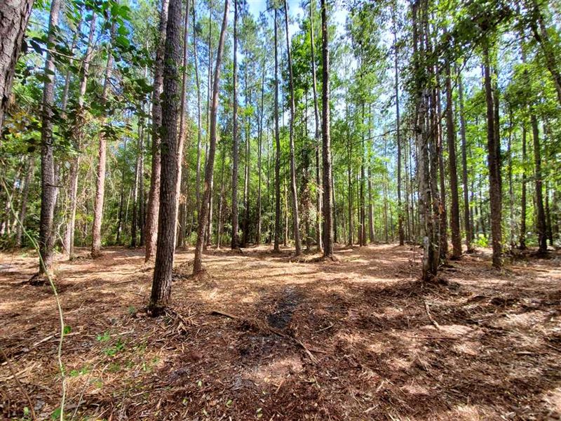 11 Ac Land For Sale Kingsland GA Farm For Sale In Georgia 255492   11 Ac Land For Sale Kingsland Ga Kingsland Camden County Georgia 255492 Mnwapq Xl 