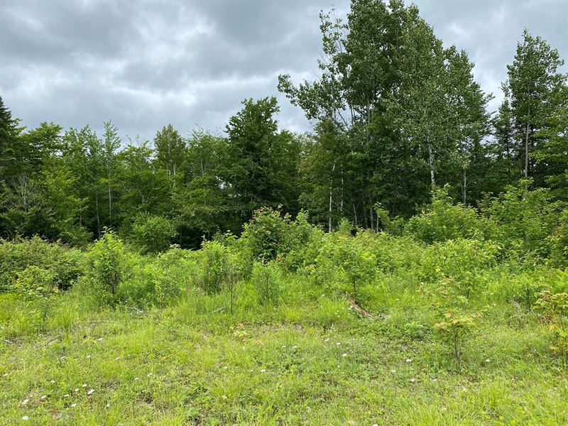 Rural Maine Land for Sale : Prentiss : Penobscot County : Maine