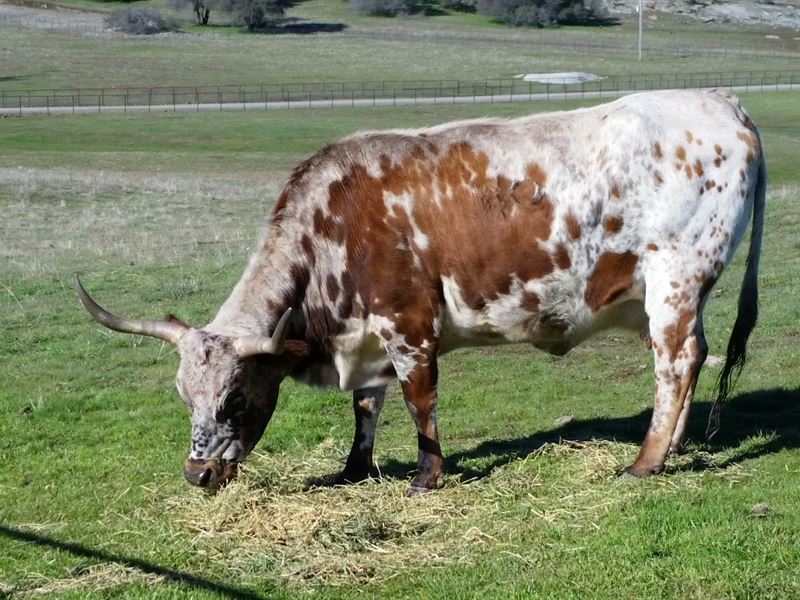 Yosemite Cattle Ranch : Mariposa : Mariposa County : California