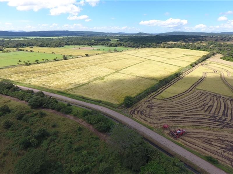 Rice Field with Water Canals : Bagaces : Costa Rica