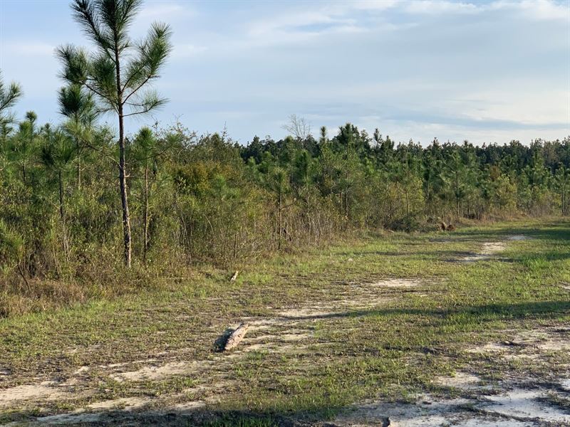 Land For Sale In Walton County Florida