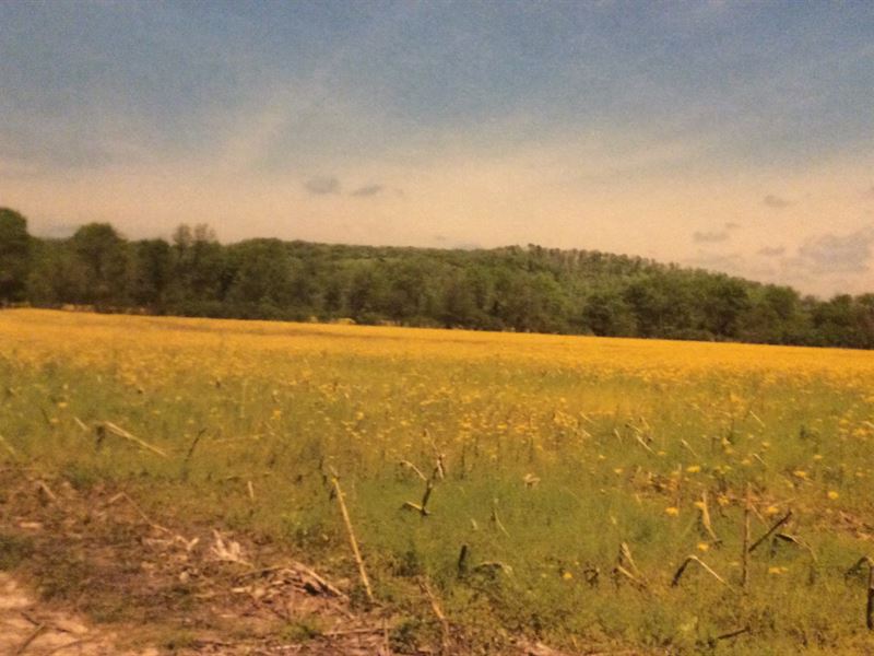 Ohio River Bottoms Farmland : Holt Bottoms : Breckinridge County : Kentucky