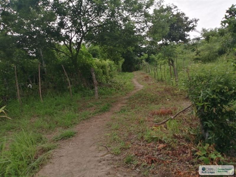 3 Hectares Farm Water Source Aguas, Farm for Sale in Panama, #269875 ...