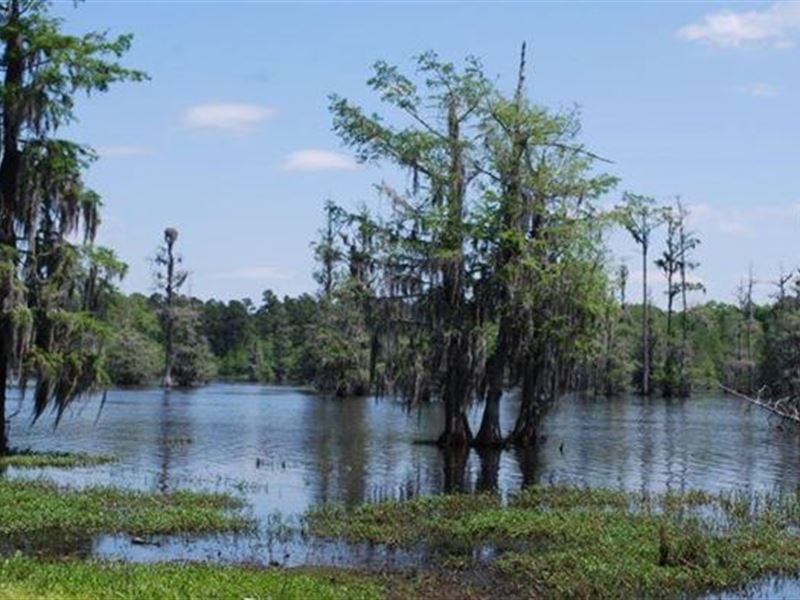 Spikes Tract : Montgomery : Grant Parish : Louisiana