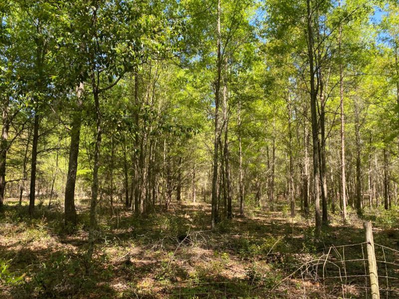 Wooded Acreage Live Oak, Florida, Farm for Sale in Florida, #274598 ...