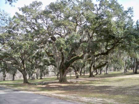 Whiskey Island Preserve 500+/-acres : Ponchatoula : Tangipahoa Parish : Louisiana