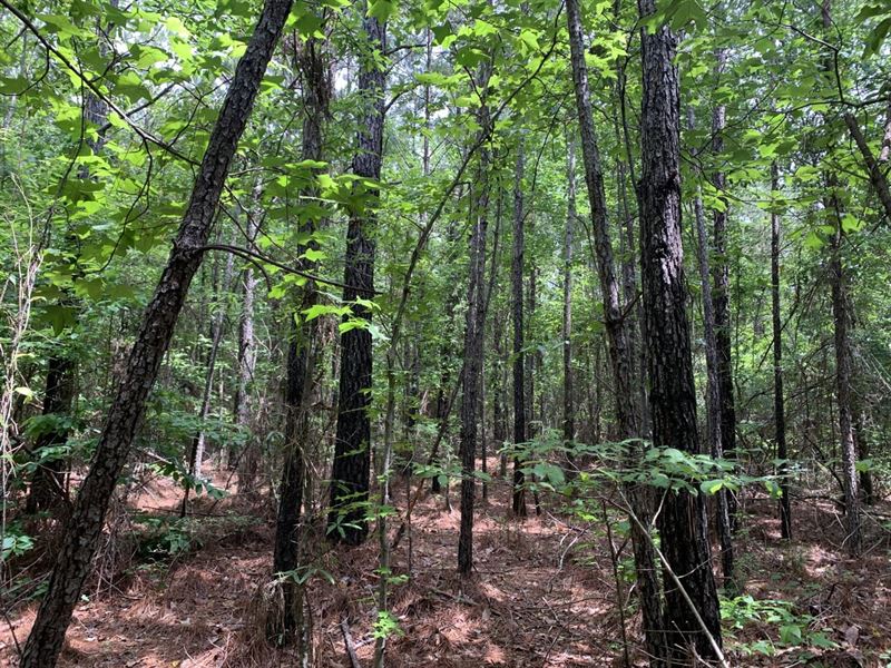 78 Acres in The Talladega Natio : Sprott : Perry County : Alabama