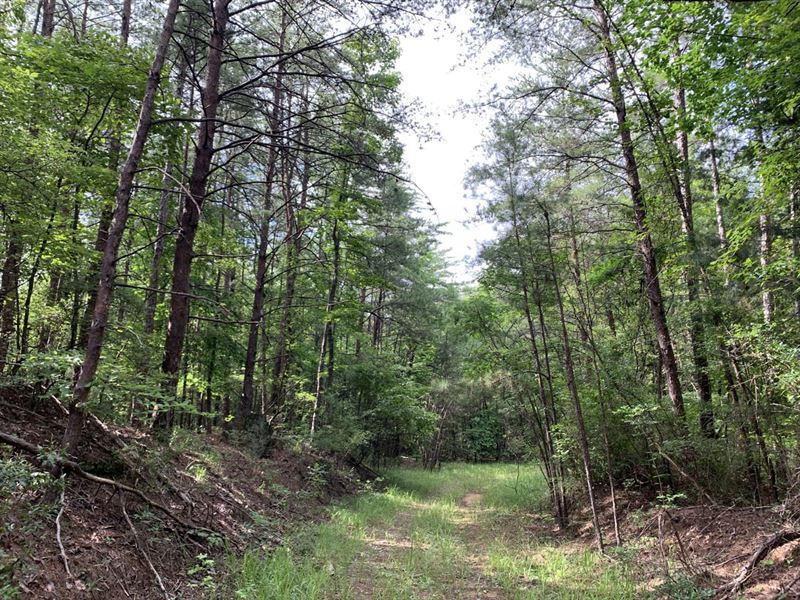 40 Acres of Timberland for Sale : Marion : Perry County : Alabama