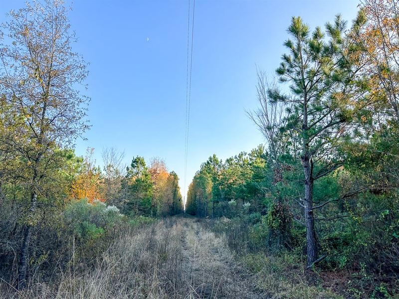 210 Acres, Maya 1004 Tract 12 : Bassett : Bowie County : Texas