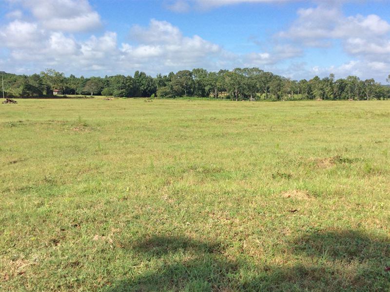 Quail Tower Uly Tract : Luverne : Crenshaw County : Alabama