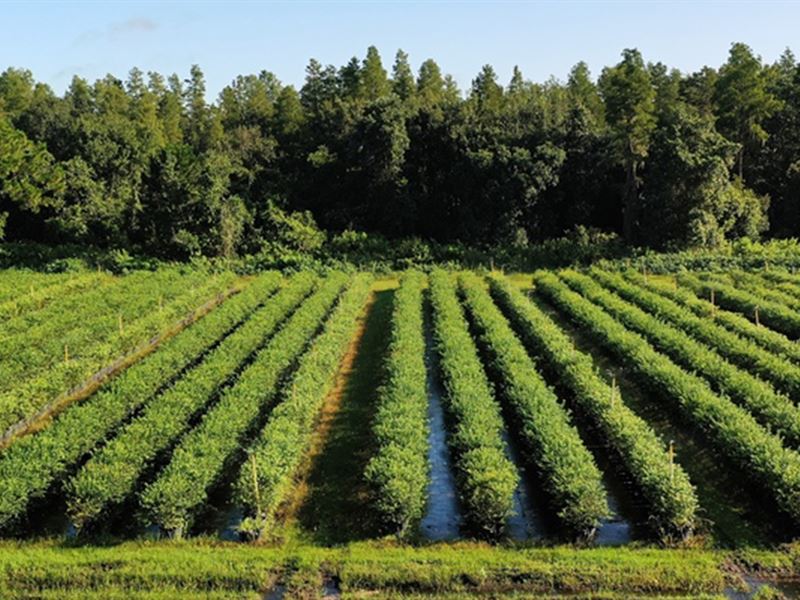 Central FL Organic Blueberry Farm : Clermont : Lake County : Florida