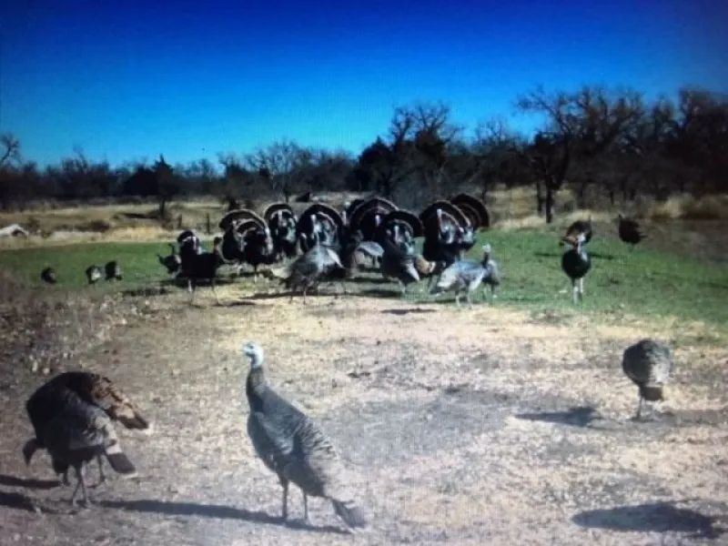 Ok, Ellis 463 Acres : Laverne : Ellis County : Oklahoma